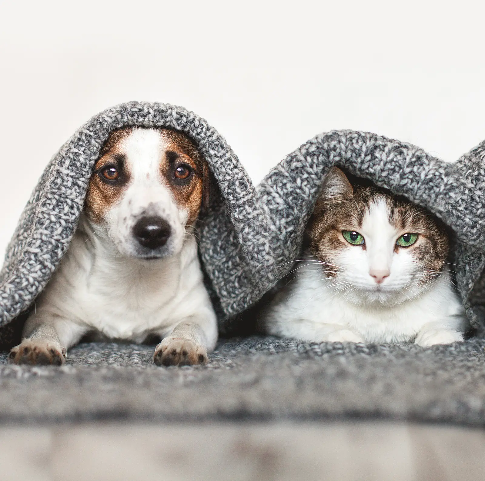 The Smart Landlord’s Guide to Pet Policies in San Jose Rentals